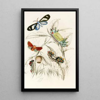 James Duncan - Limacodes Micilia Doratifera vulnerans.webp