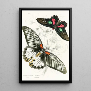 James Duncan - Papilio MemnonPap Aeneas.webp