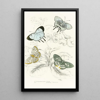 James Duncan - Polyommatus Venus Polyommatus Achaeus.webp