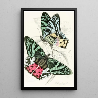 James Duncan - Rhipheus Dasycephalus.webp