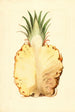 Ananas comosus, ananas - James Marion Shull — vy av konstverket