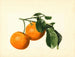 Citrus aurantium acide x 23 - James Marion Shull — vy av konstverket