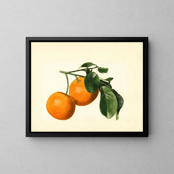 Citrus aurantium acide x 23 - James Marion Shull — inramlat konstverk på väggen