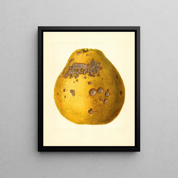 James Marion Shull - Citrus limon Ponderosa.webp