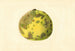 Citrus paradisi Pomelo - James Marion Shull — vy av konstverket