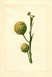 Citrus paradisi - James Marion Shull — vy av konstverket