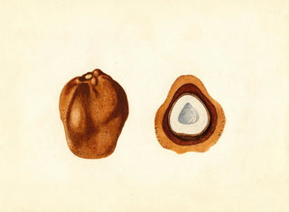 Hyphaene thebaica - James Marion Shull — vy av konstverket