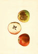 Malus domestica Ben Davis - James Marion Shull — vy av konstverket