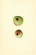 Malus domestica Gano - James Marion Shull — vy av konstverket