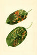 Malus domestica Gravenstein - James Marion Shull — vy av konstverket