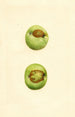 Malus domestica Grimes - James Marion Shull — vy av konstverket