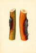 Malus domestica Jonathan - James Marion Shull — vy av konstverket