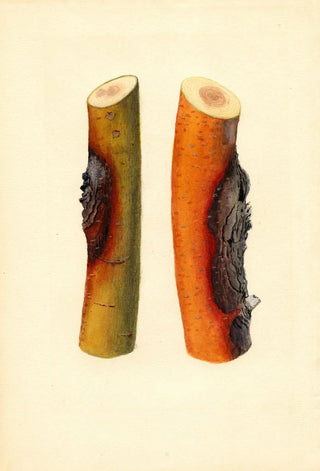 James Marion Shull - Malus domestica Jonathan.webp