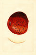 Malus domestica Spitzenberg - James Marion Shull — vy av konstverket