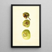 Malus domestica Yellow Transparent - James Marion Shull — inramlat konstverk på väggen