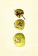 Malus domestica Yellow Transparent - James Marion Shull — vy av konstverket