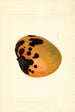 Mangifera indica - James Marion Shull — vy av konstverket
