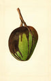 Mangifera indica Bennett - James Marion Shull — vy av konstverket