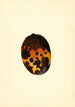 Mangifera indica Fernandez - James Marion Shull — vy av konstverket