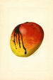 Mangifera indica Mulgoba - James Marion Shull — vy av konstverket