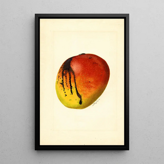 James Marion Shull - Mangifera indica Mulgoba.webp