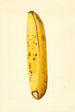 Musa - James Marion Shull — vy av konstverket