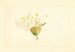 Prunus domestica Burbank - James Marion Shull — vy av konstverket