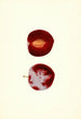 Prunus domestica Flaming Delicious - James Marion Shull — vy av konstverket