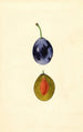 Prunus domestica Stanley - James Marion Shull — vy av konstverket