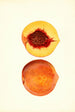 Prunus persica Shipper - James Marion Shull — vy av konstverket