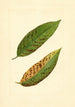 Prunus persica Triumph - James Marion Shull — vy av konstverket