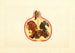 Punica granatum Alternaria - James Marion Shull — vy av konstverket