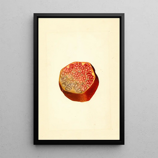 James Marion Shull - Punica granatum Wonderful.webp