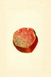 Punica granatum Wonderful - James Marion Shull — vy av konstverket