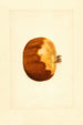 Punica granatum - James Marion Shull — vy av konstverket