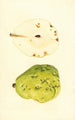 Pyrus communis Anjou - James Marion Shull — vy av konstverket