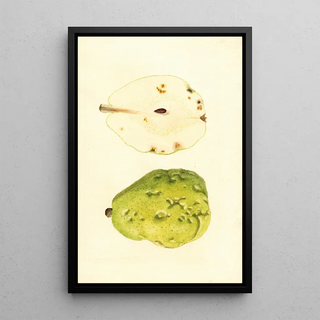 James Marion Shull - Pyrus communis Anjou.webp