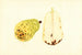 Pyrus communis Bartlett - James Marion Shull — vy av konstverket