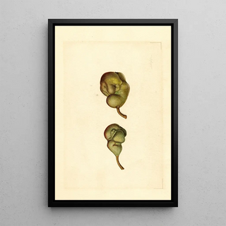 James Marion Shull - Pyrus communis Seckel.webp