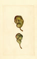Pyrus communis Seckel - James Marion Shull — vy av konstverket