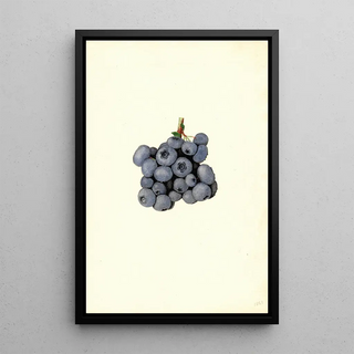 James Marion Shull - Vaccinium corymbosum Stanley.webp