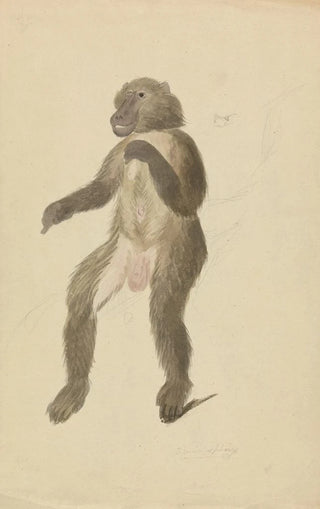 James Sowerby - A mandrill.webp
