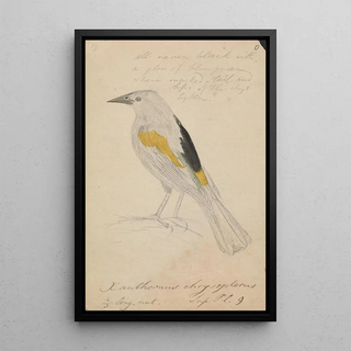 James Sowerby - Goldenwinged Cacique.webp