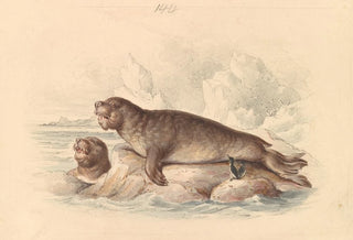 James Stewart - Female Elephant Seal.webp