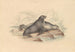 New Zealand fur seal eller Australasian fur seal - James Stewart — vy av konstverket