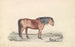 Shetland Ponny - James Stewart — vy av konstverket