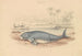 Le Dugong - James Stewart — vy av konstverket