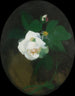 Rose blanche - James Stuart Park — vy av konstverket