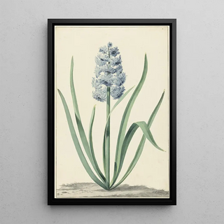 Jan Augustini - De blauwe hyacint Franciscus Primus.webp