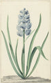 La jacinthe bleue Franciscus Primus - Jan Augustini — vy av konstverket